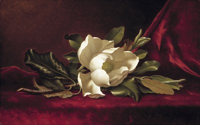 The Magnolia Blossom, 1888 by Martin Johnson Heade